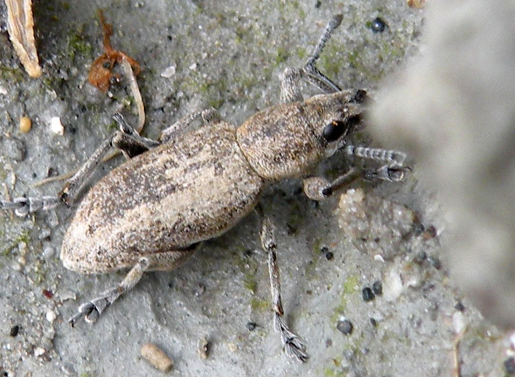 Curculionidae dal Rio Moia: Tanymecus revelierei